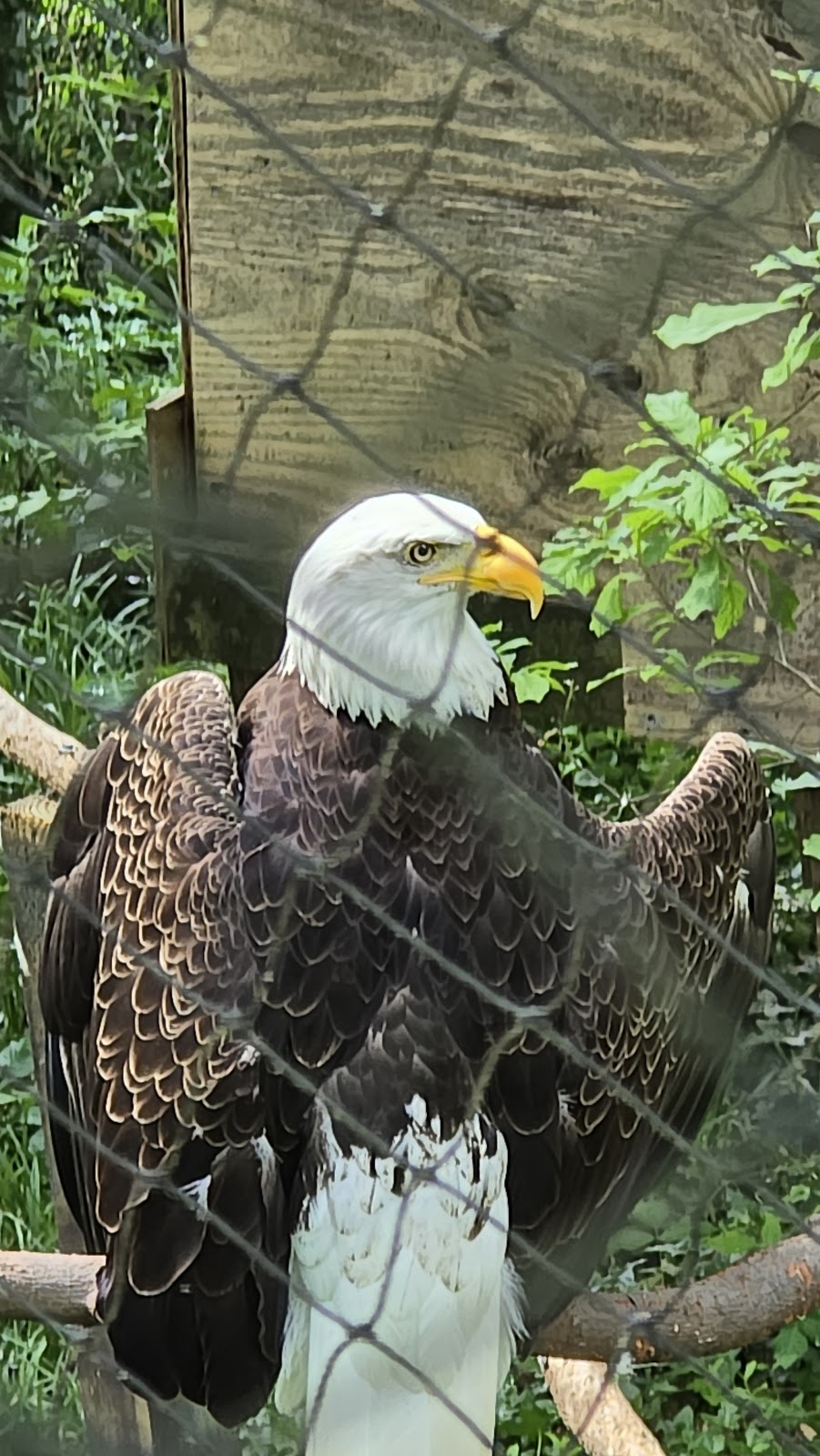 Bear Hollow Zoo