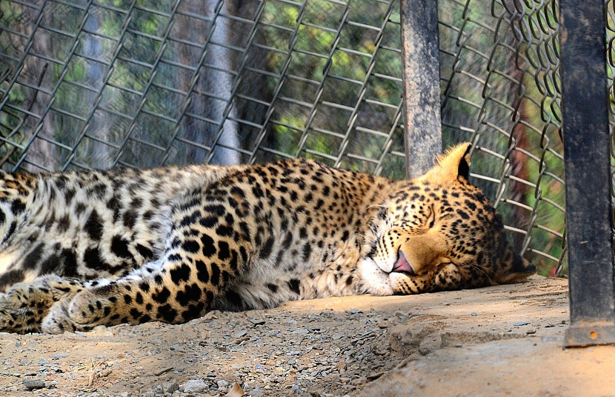 Dehradun Zoo