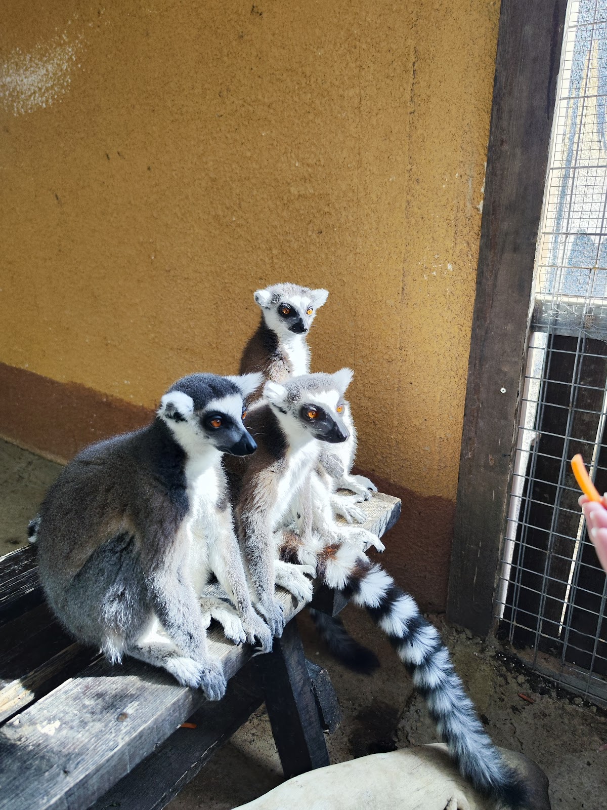 Camel Park