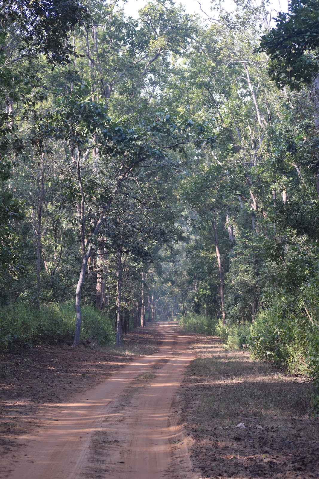Kanha Tiger Reserve