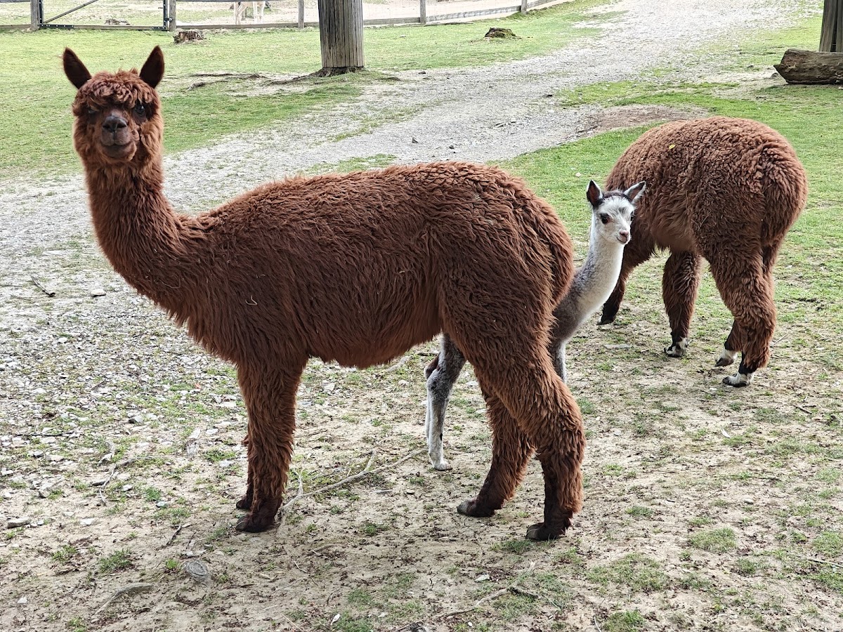 Herberstein Zoo