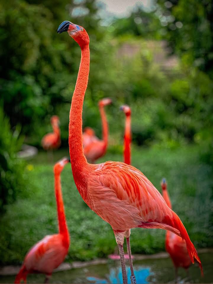 Schönbrunn Zoo