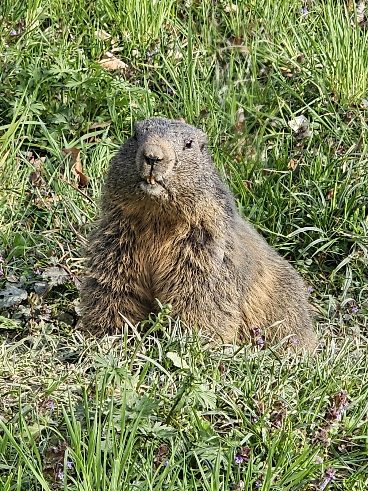 Wildpark Feldkirch