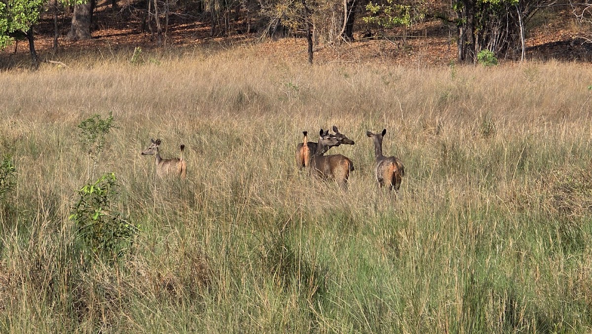 Bandhavgarh National Park