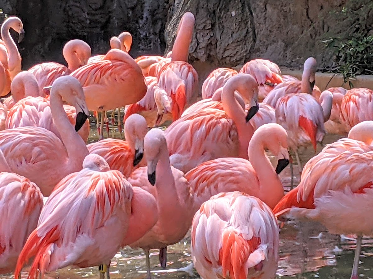 Zoo Atlanta