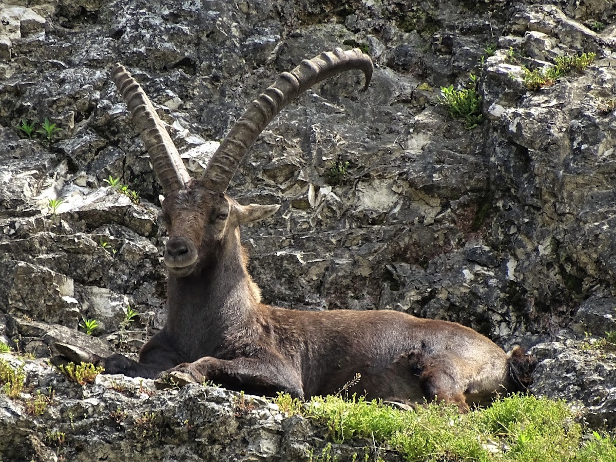 Wildpark Ernstbrunn