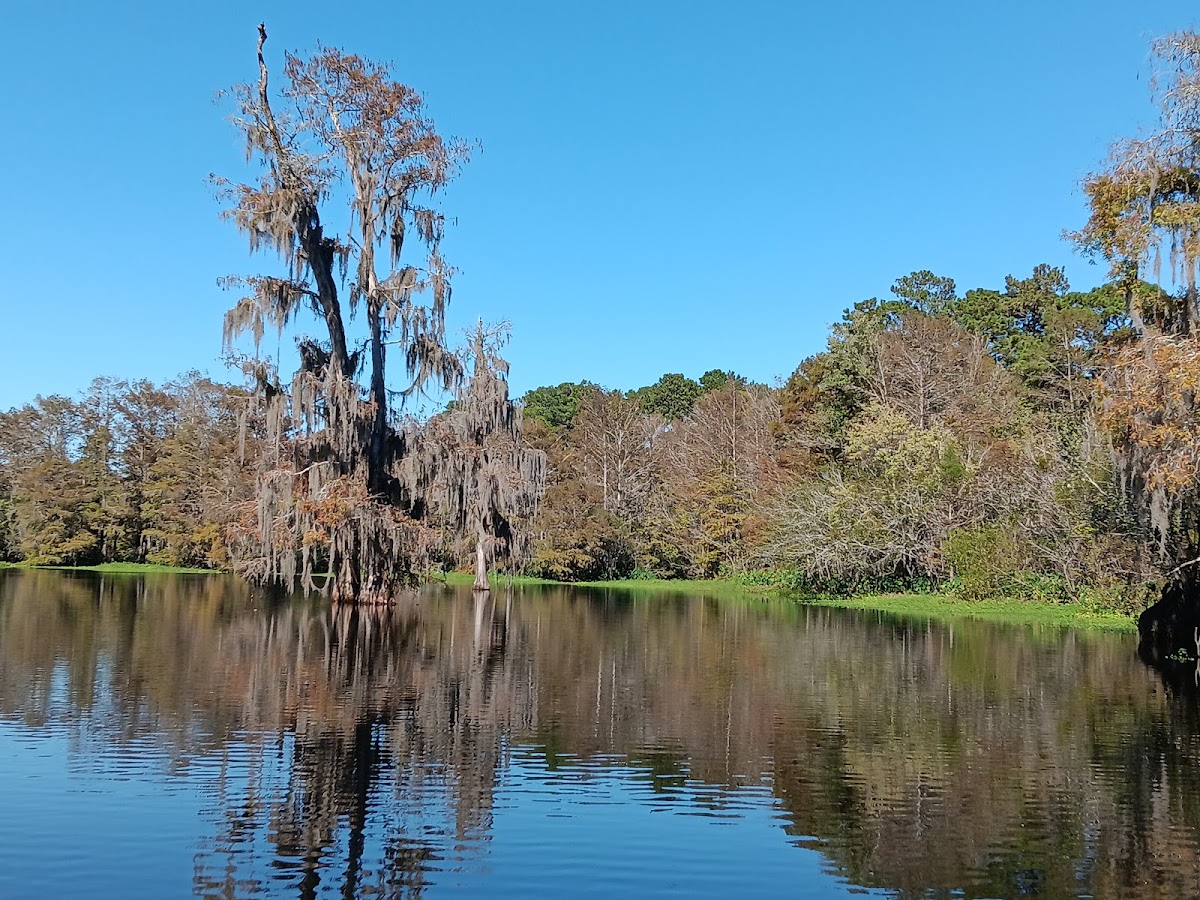 Reed Bingham State Park