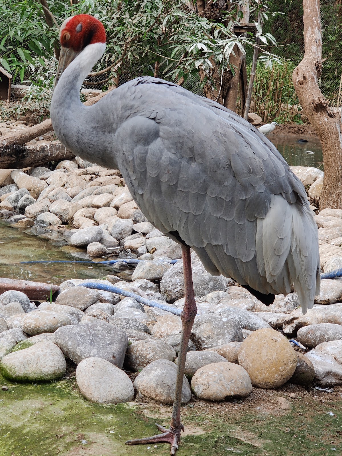 Mahendra Chaudhary Zoological Park