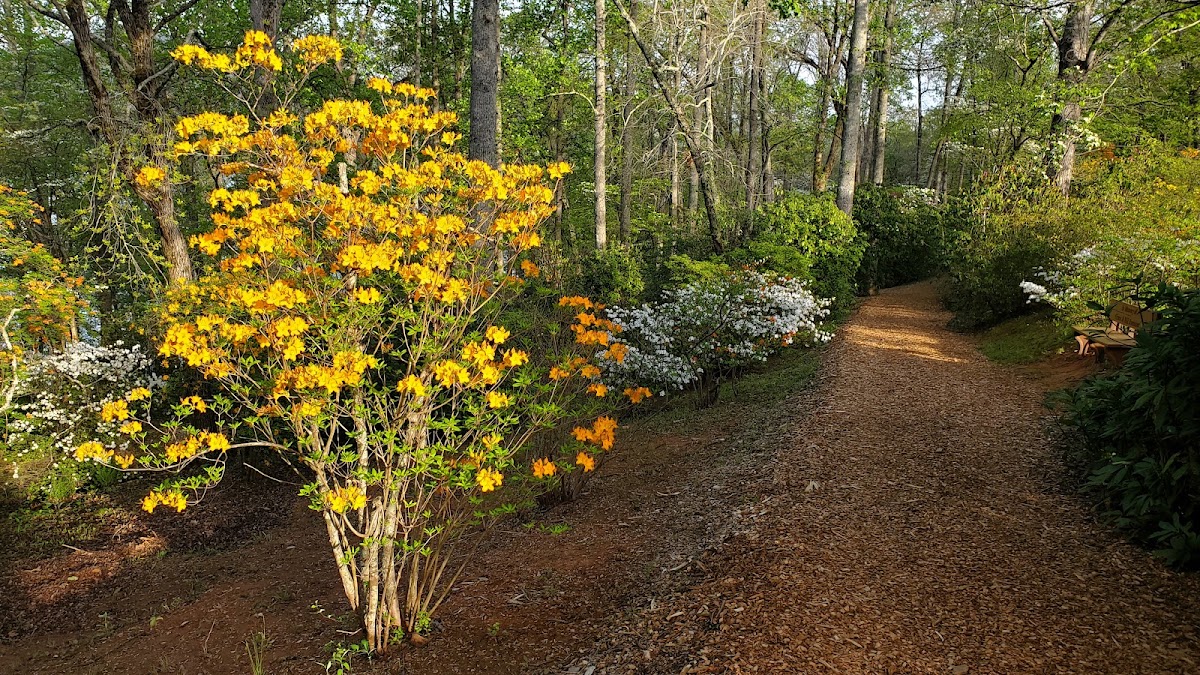 Hamilton Rhododendron Gardens