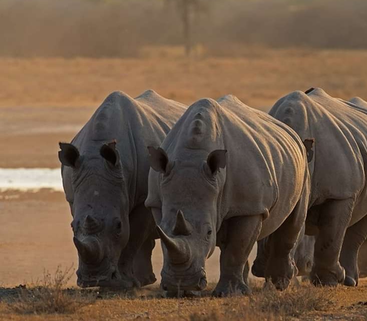 Kaziranga National Park photo 5