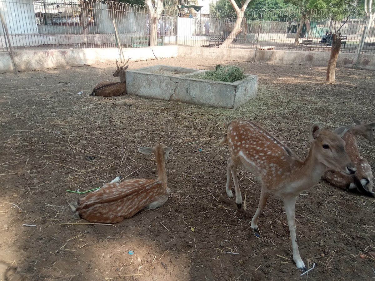 Fayoum Zoo