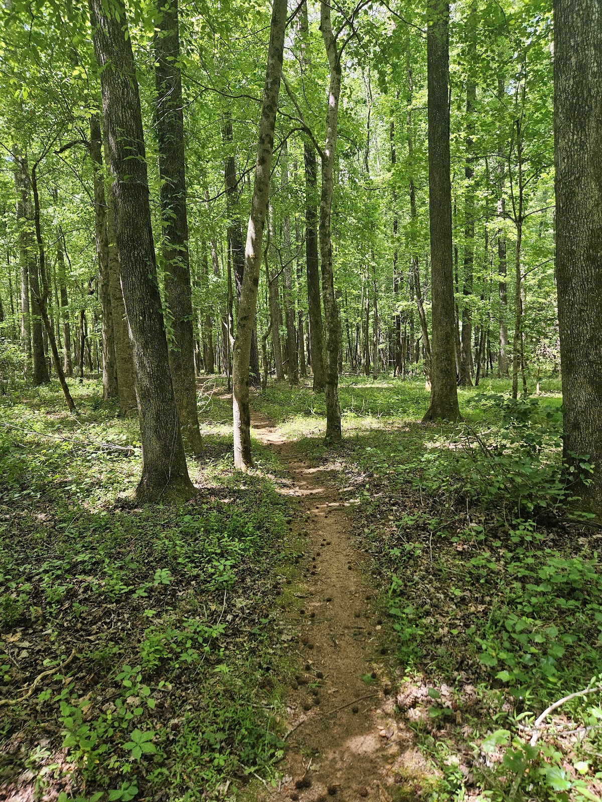 Hard Labor Creek State Park