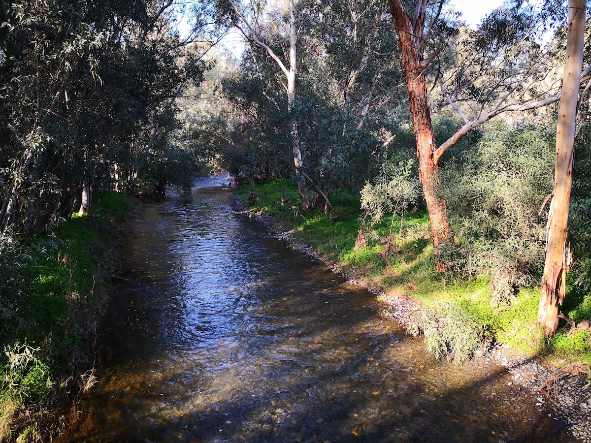 Linear Park