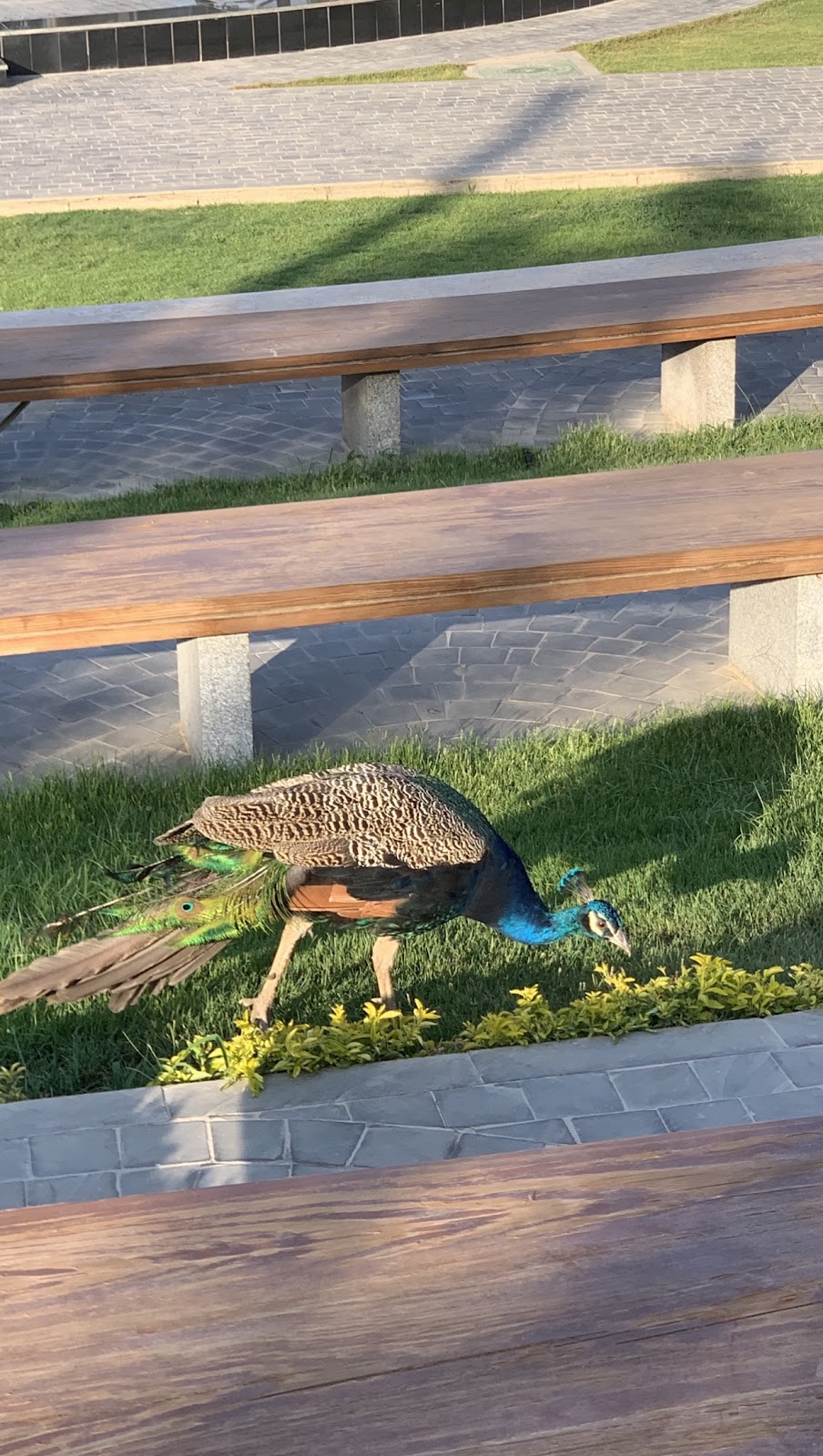 Peafowl Birds