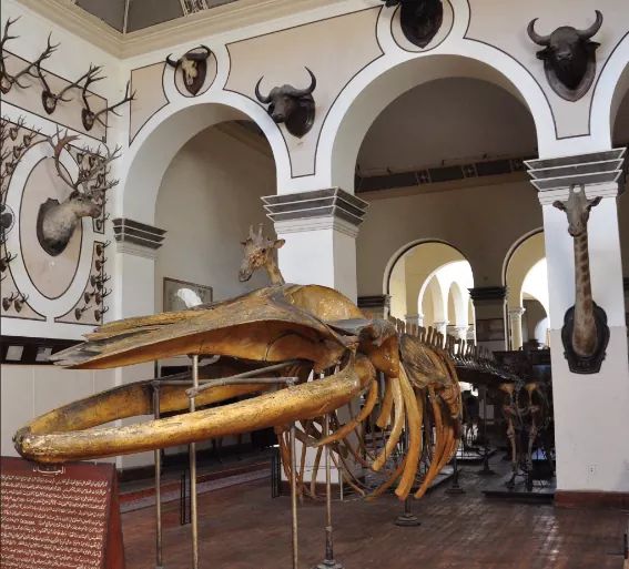 The Agricultural Museum