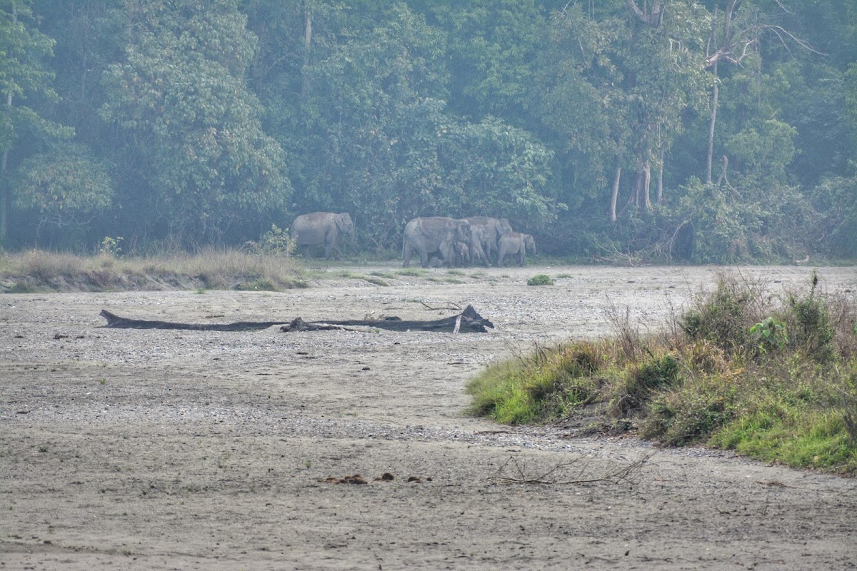 Buxa Tiger Reserve