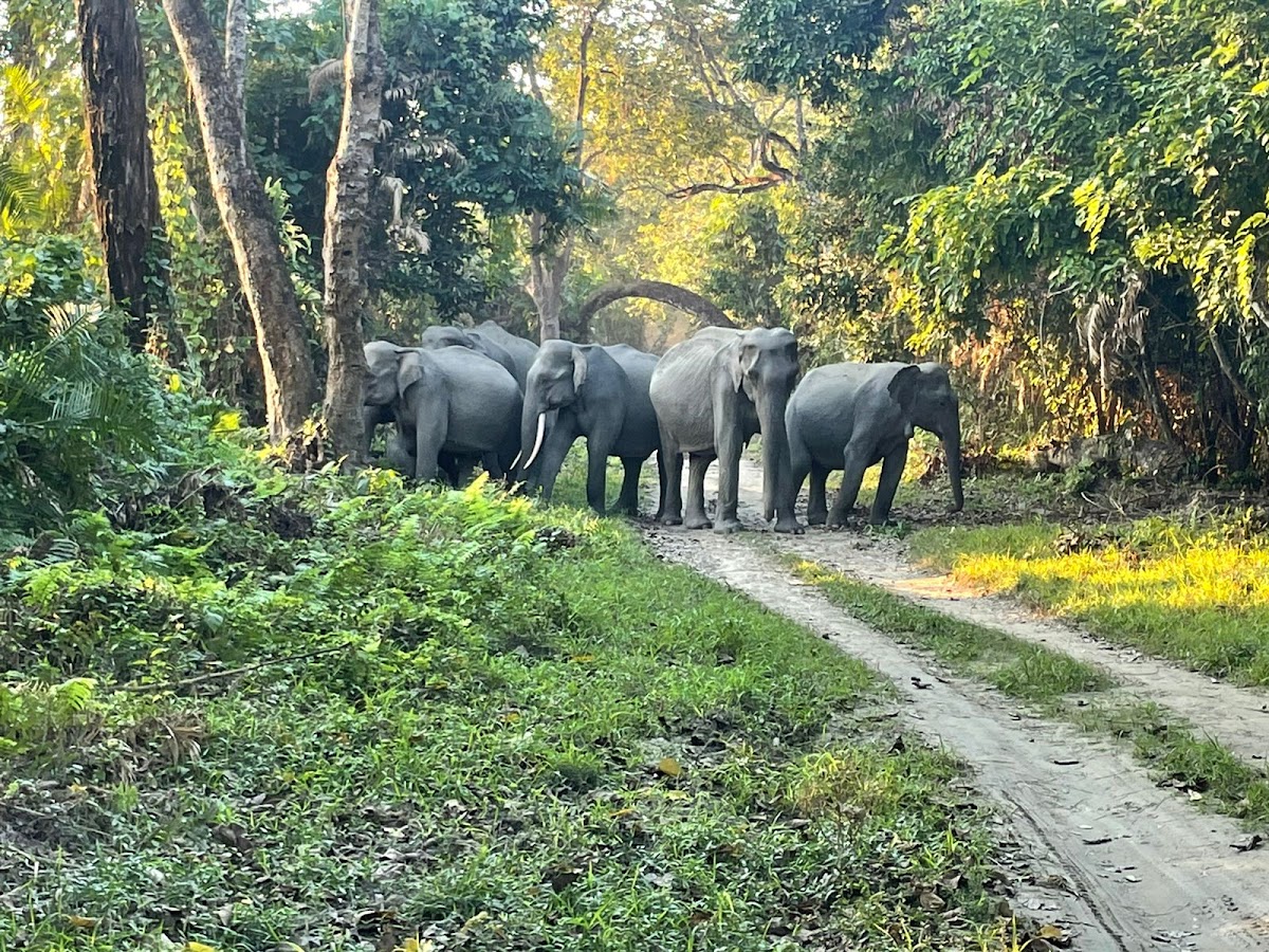 Kaziranga National Park photo 4