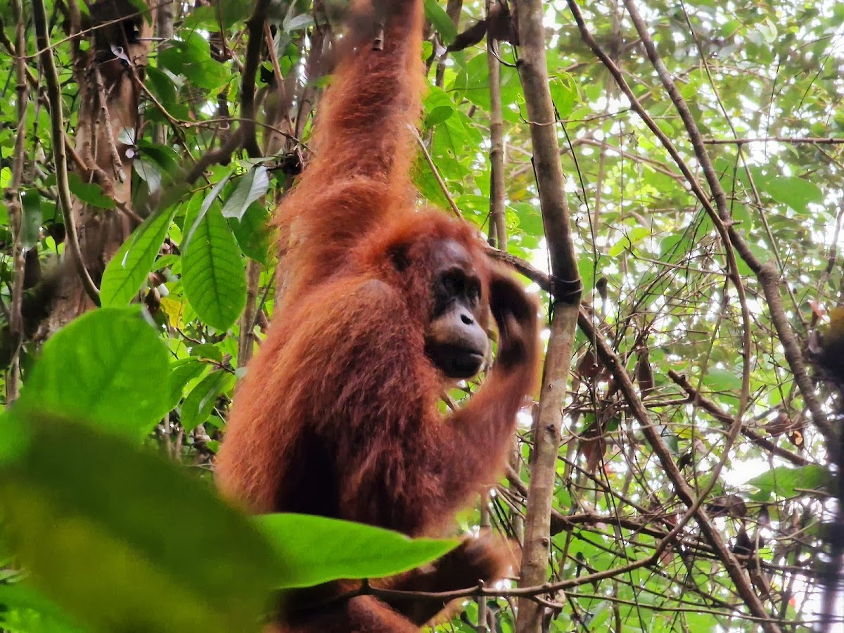 Mount Leuser National Park photo 5