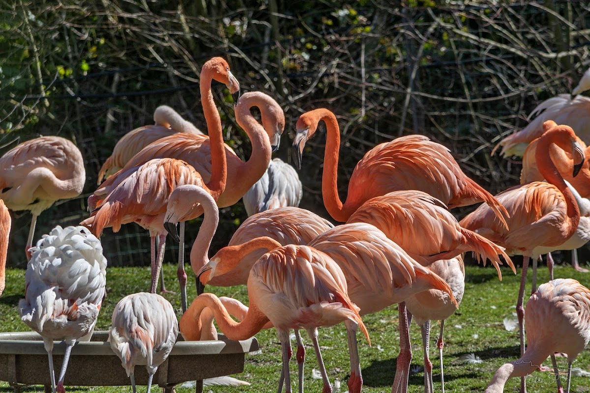 Zoo Schmiding / Museum - meeting of cultures