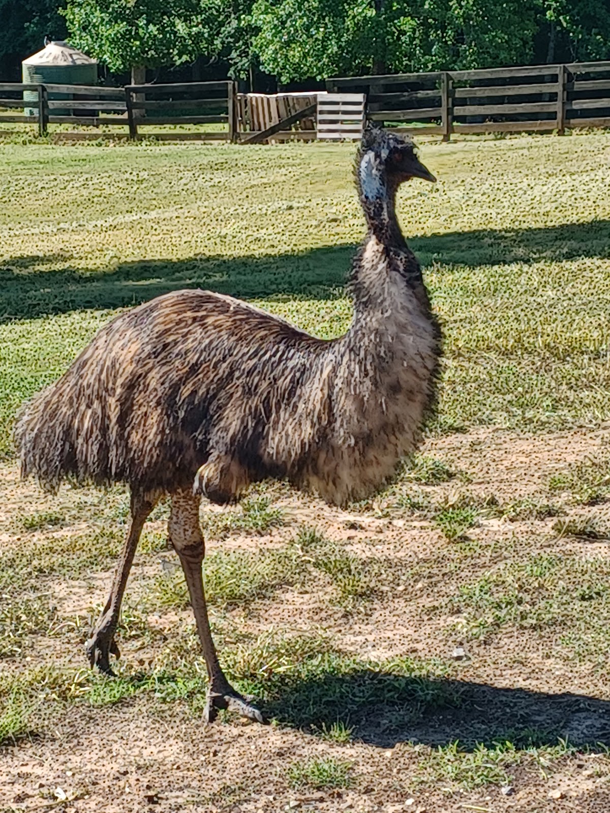 Chestatee Wildlife Preserve & Zoo