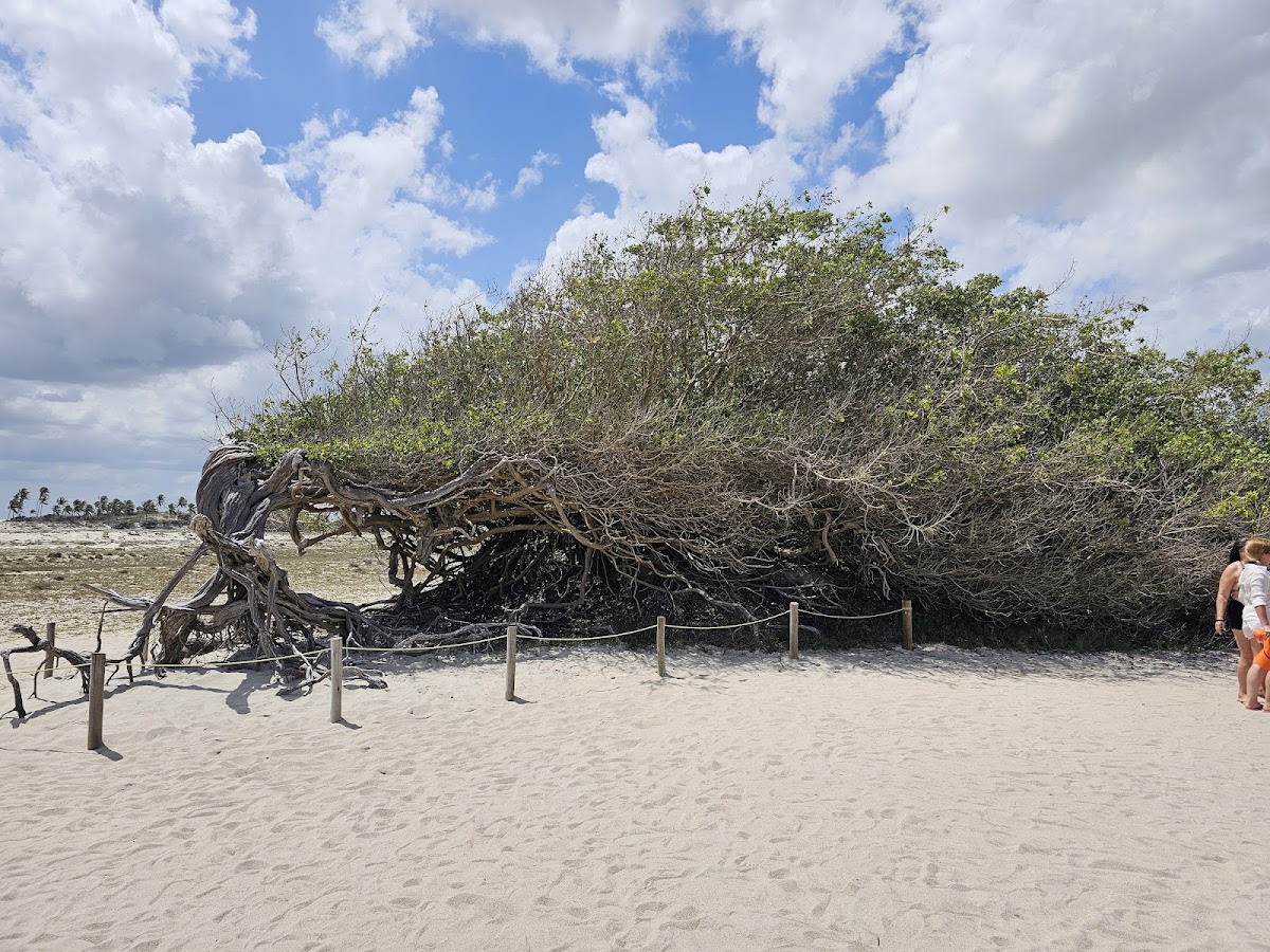 Jericoacoara National Park