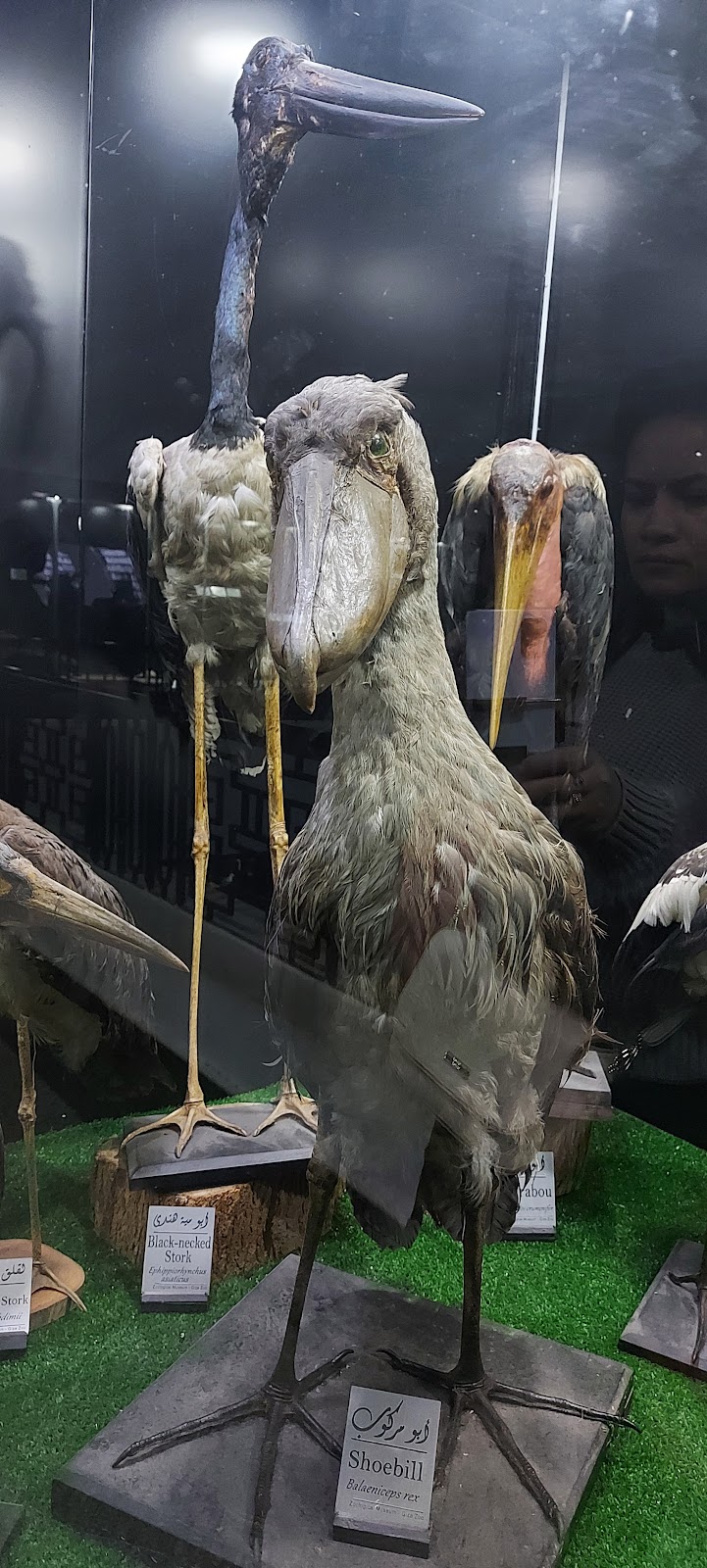 Zoological Museum