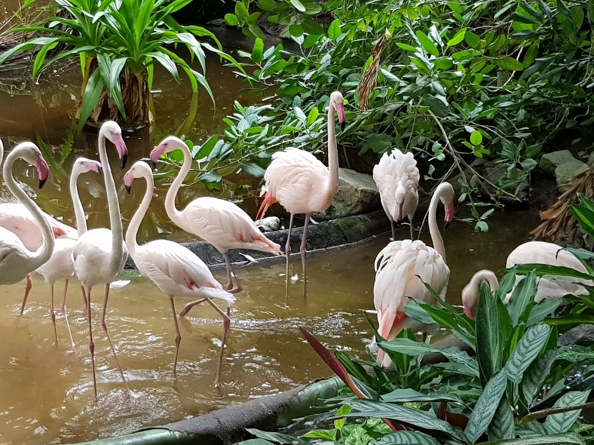 Tropical Islands