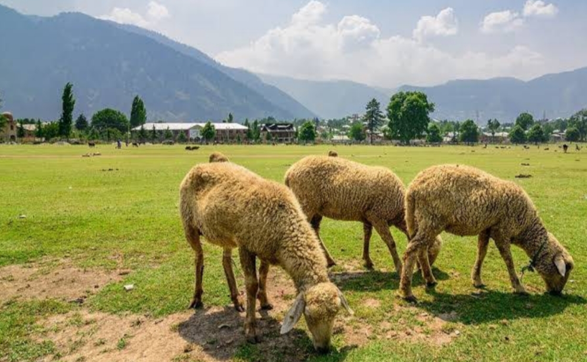 Kishtwar National Park
