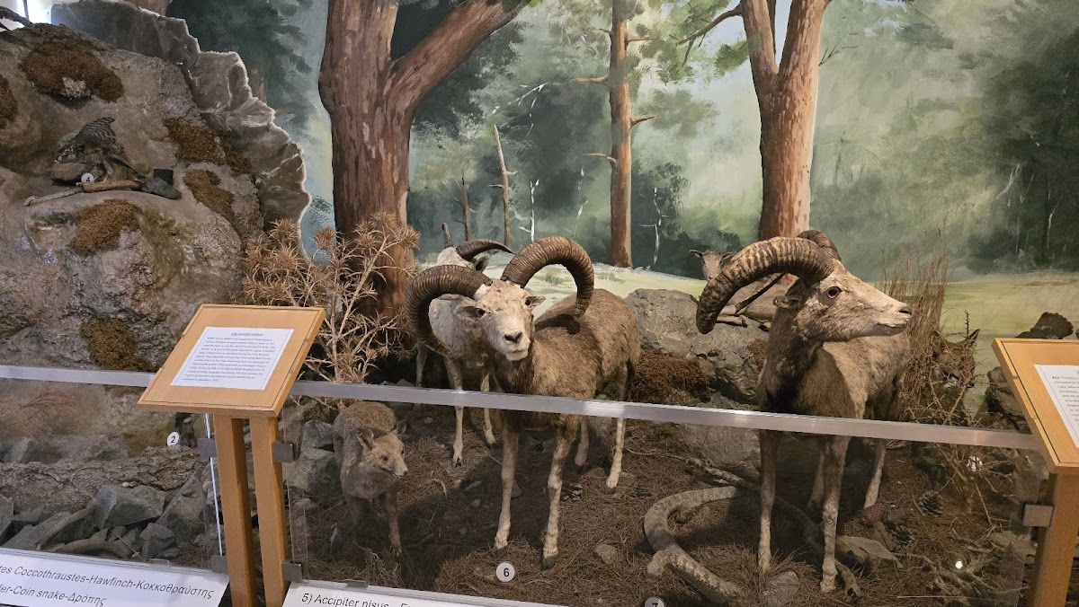 Cyprus Museum of Natural History