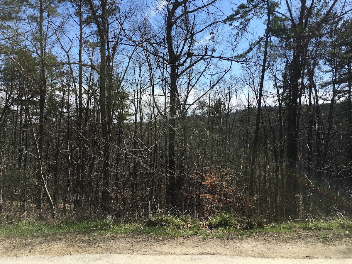Bear Mountain