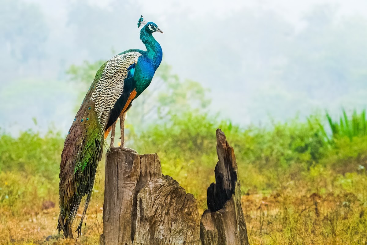 Nagarahole Tiger Reserve