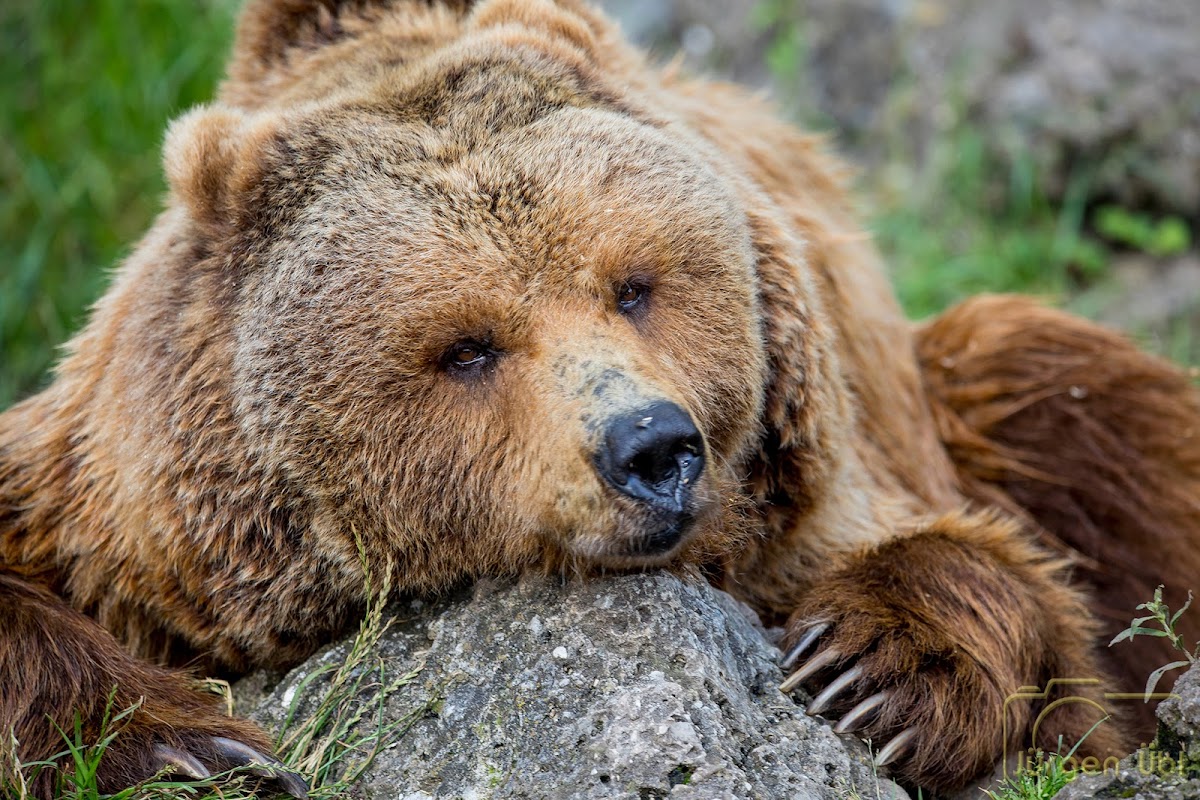 Salzburg Zoo Hellbrunn