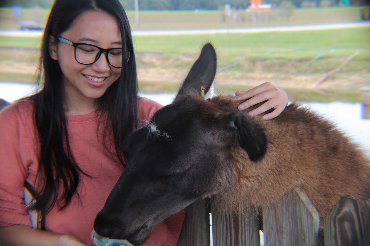 Petting Farm
