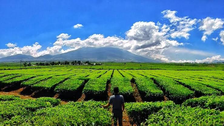 Kerinci Seblat National Park