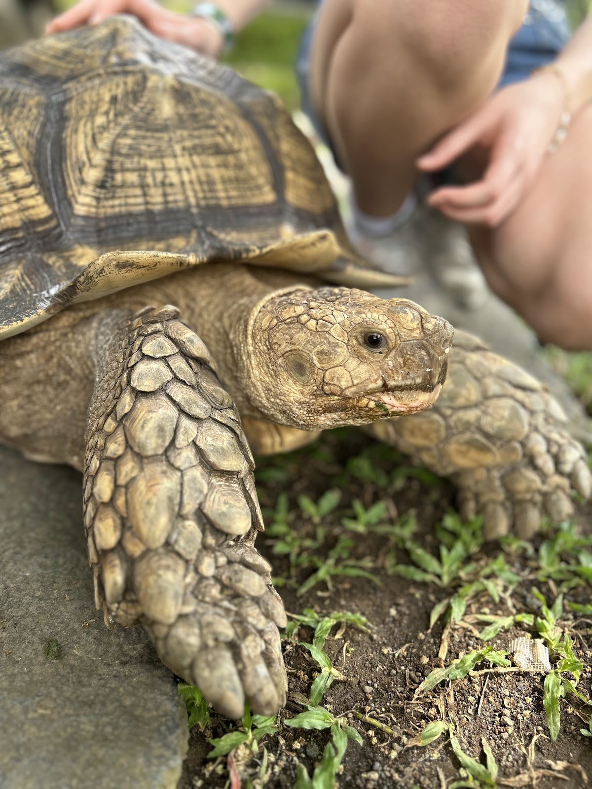 Bali Reptile Park