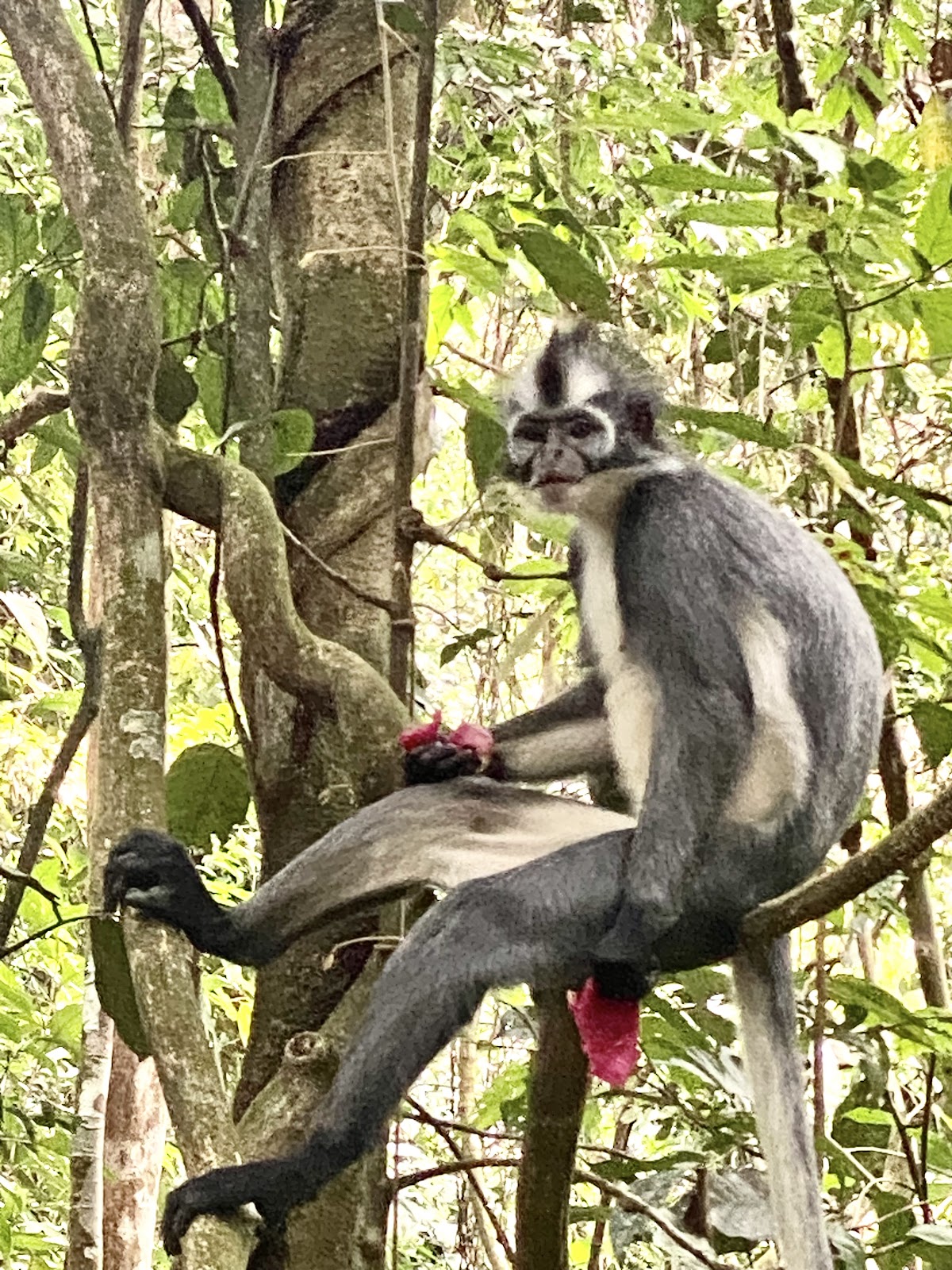 Mount Leuser National Park photo 4