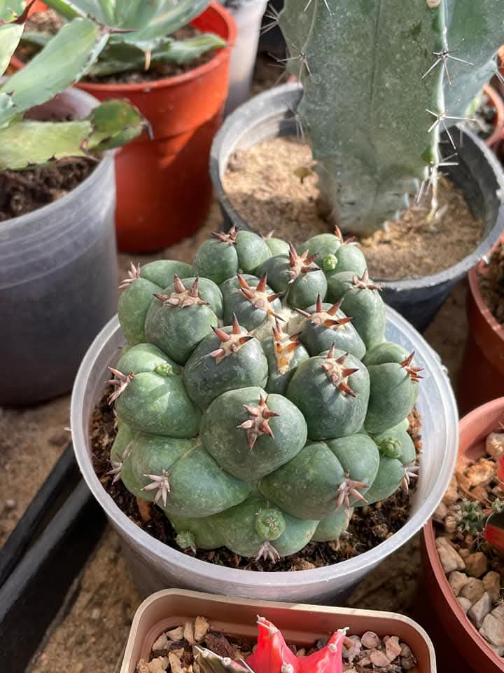 حديقه الصبار cactus Egypt