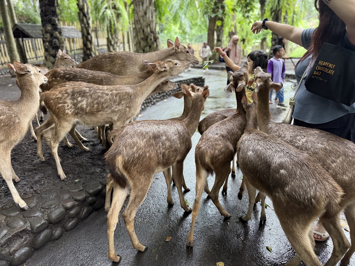 Bali Zoo