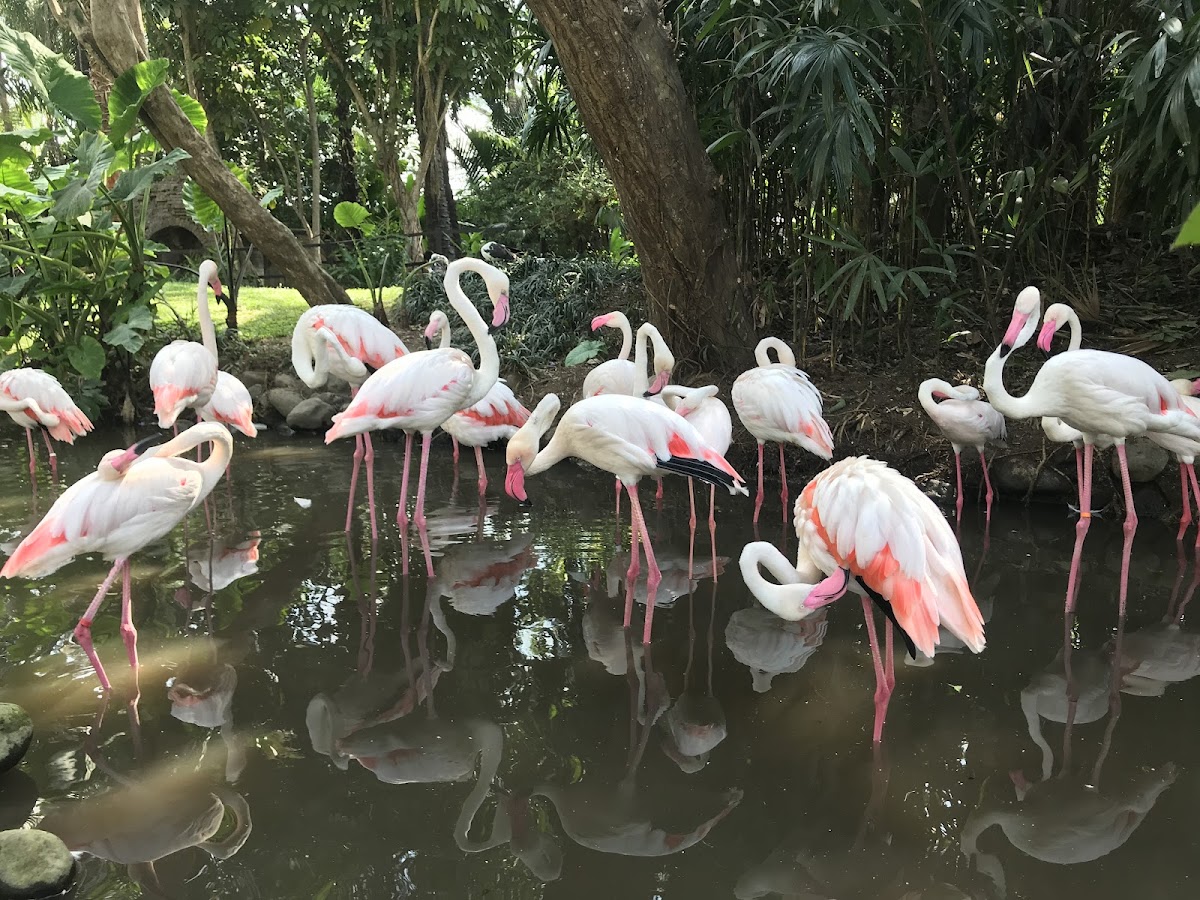 Bali Bird Park
