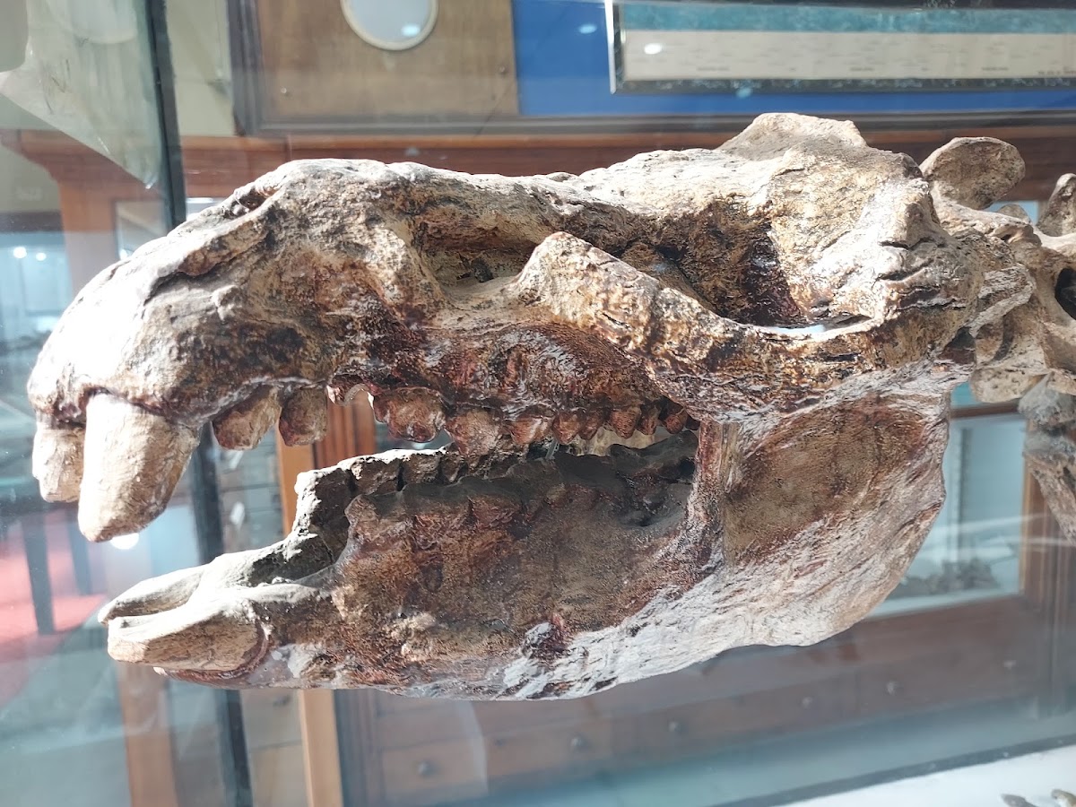 Egyptian Geology Museum