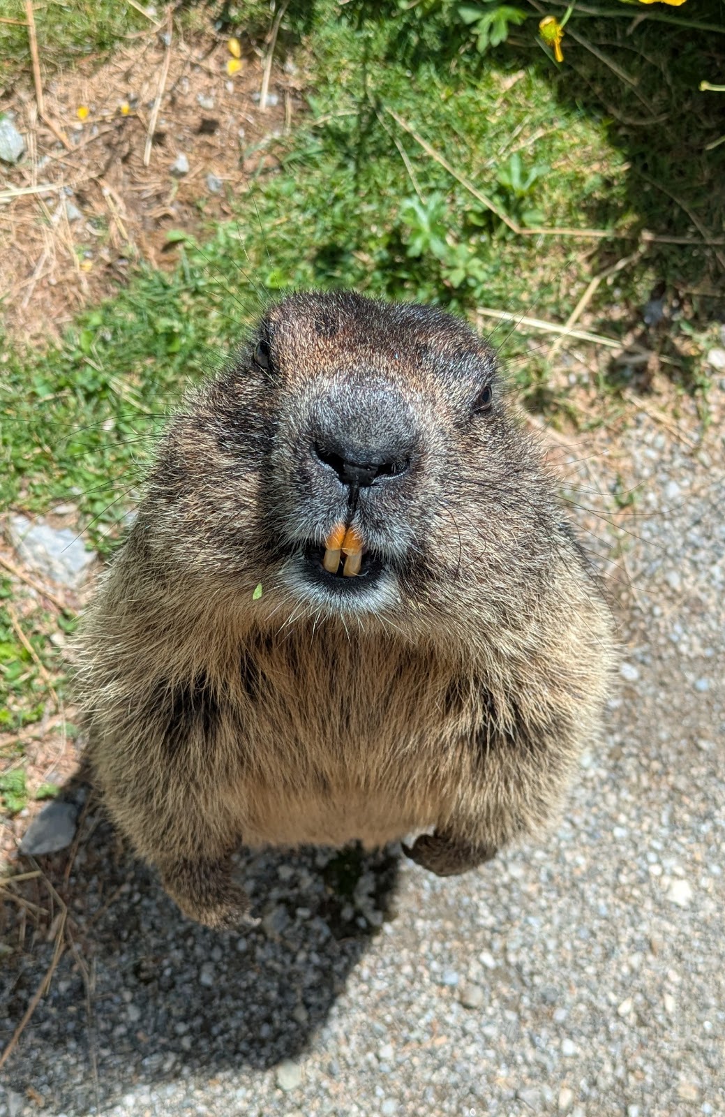 Wildpark Assling