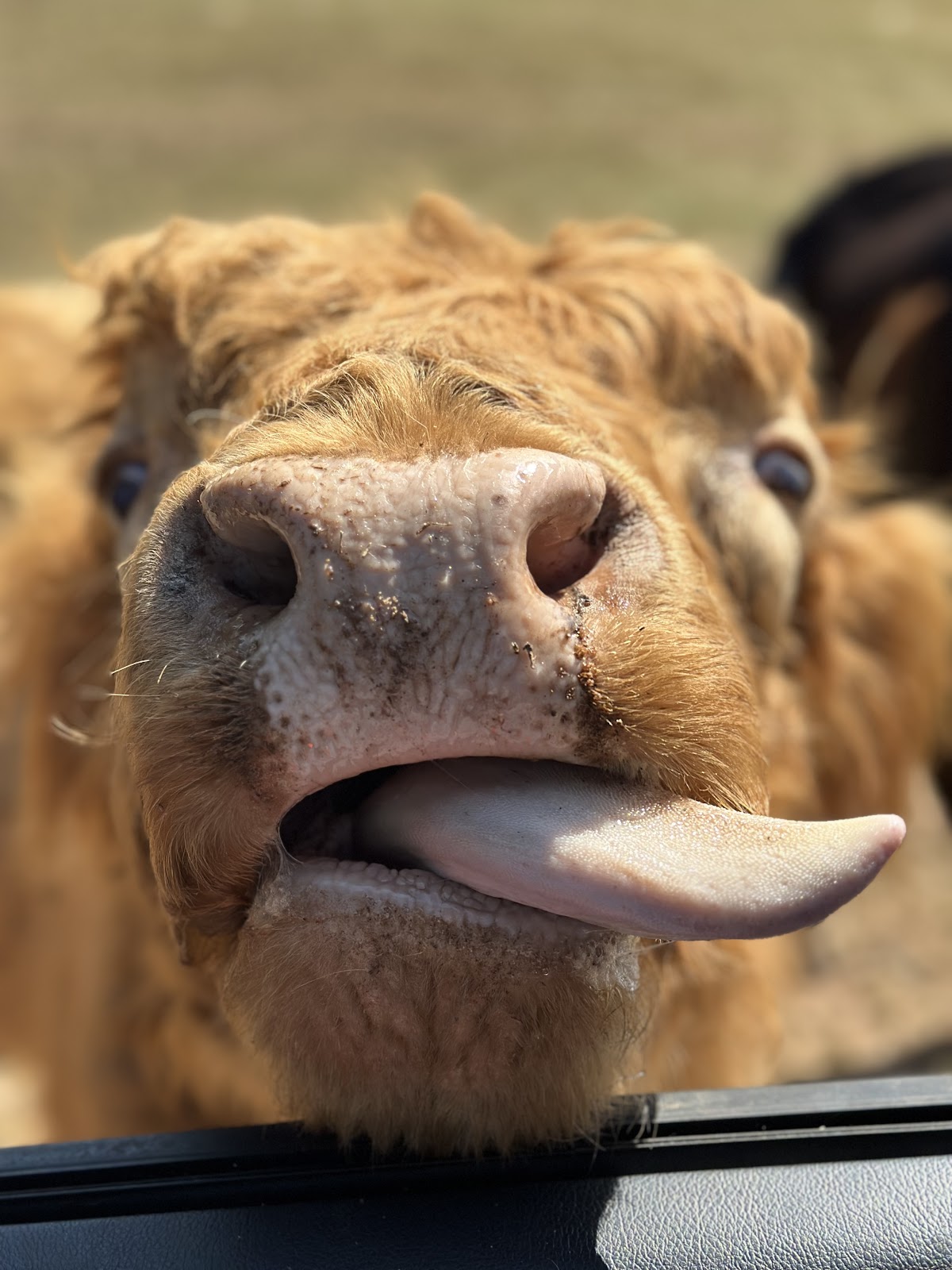 Lake Hartwell Wildlife Safari Park