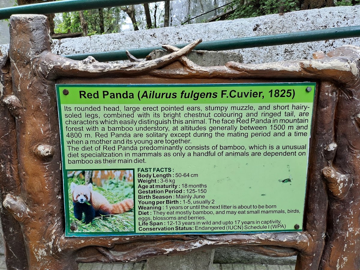 Padmaja Naidu Himalayan Zoological Park Darjeeling
