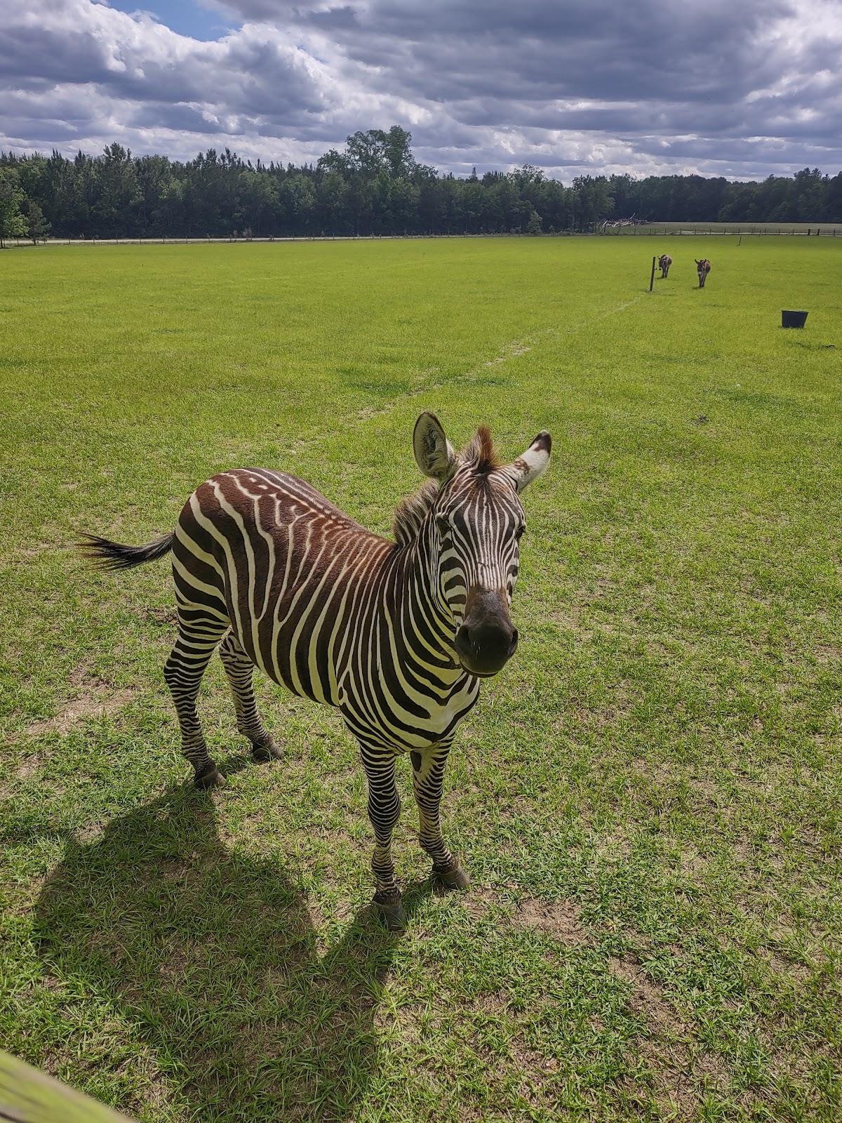 Wild Georgia Safari Park
