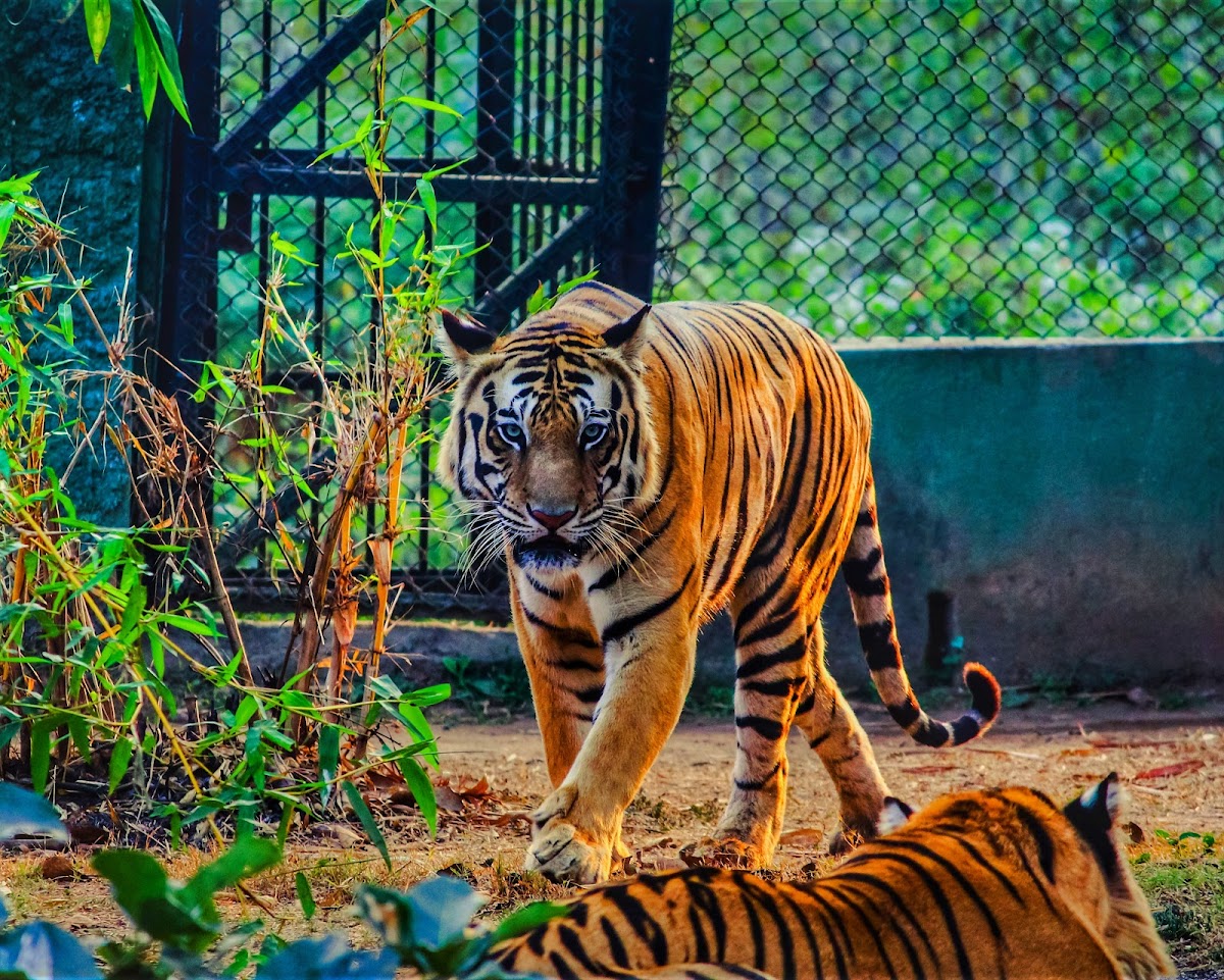 Nandankanan Zoological Park