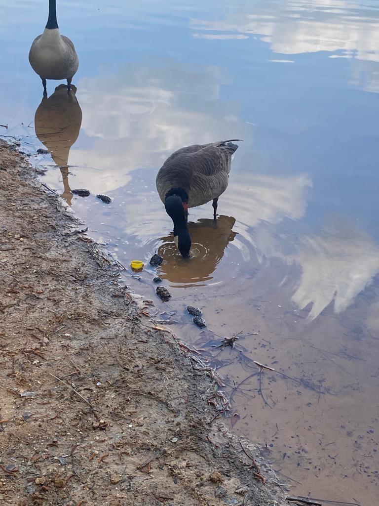 Clayton County International Park