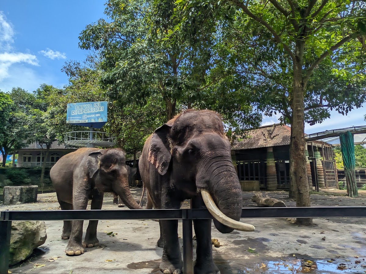 Batu Secret Zoo