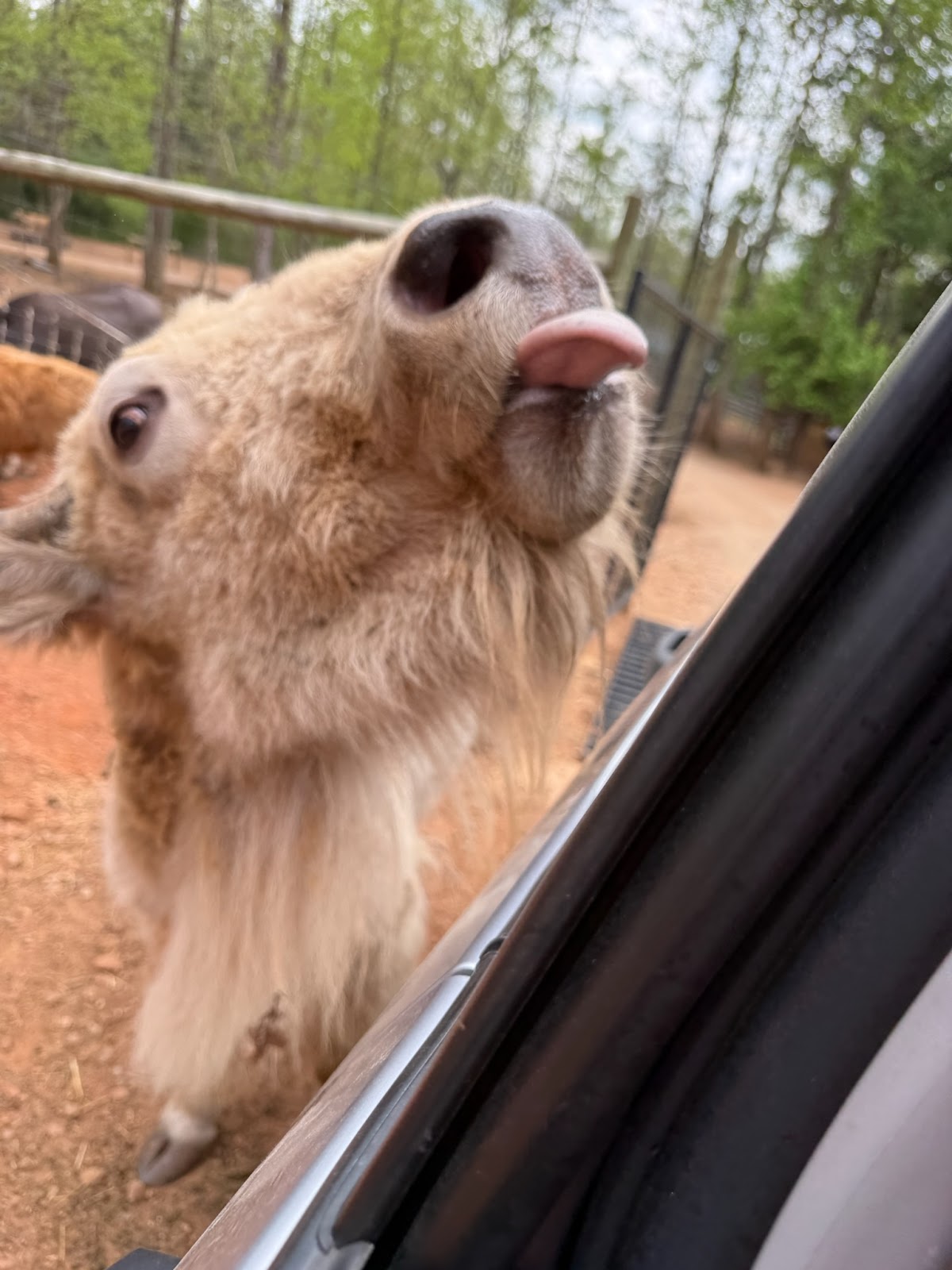 North Georgia Wildlife Park and Safari