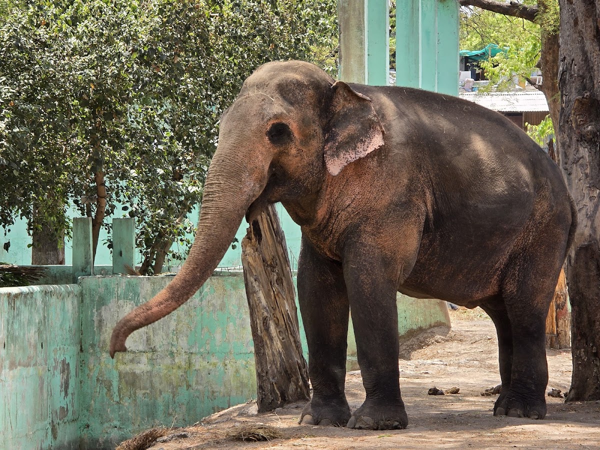 Kamla Nehru Zoo