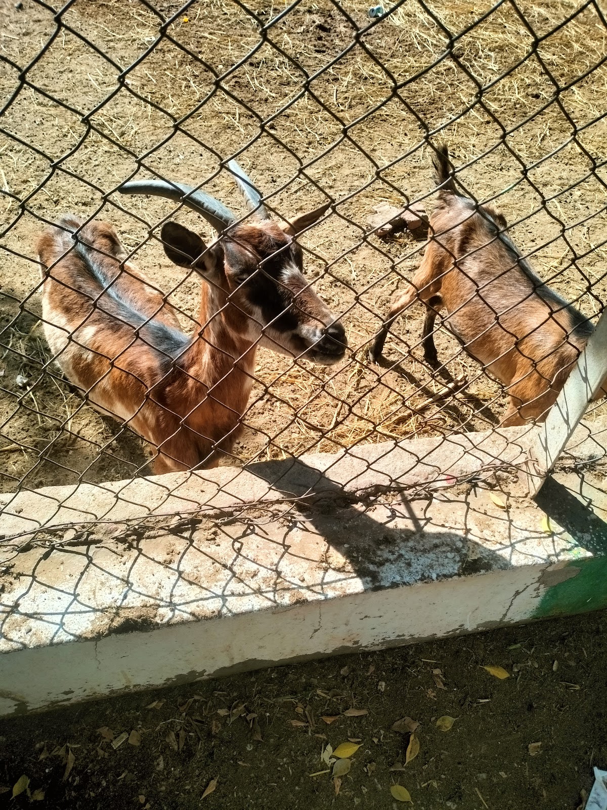 Zagazig Zoo